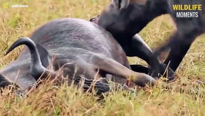 45 Epic Moments Hunting Prey In The Great Migration @swagwildlifemoments