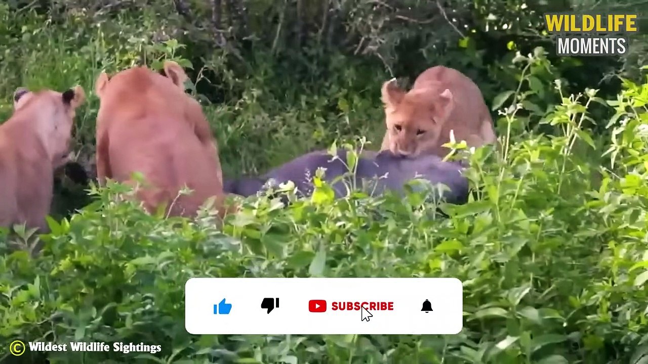 45 Epic Moments Pride Of Lion Hunting You Never See On TV