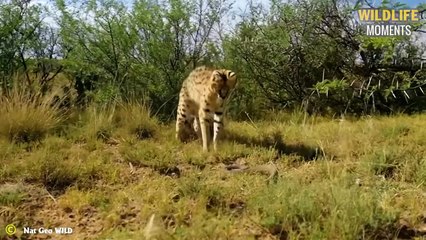 45 Heart Attack Moments When Serval Mess With Wrong Lion, Leopard, Cheetah
