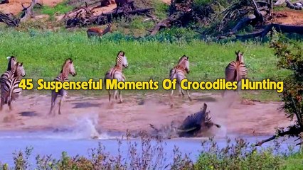45 Horrifying Moments Crocodile Attacks Every Animal That Comes Near The River