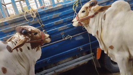 Sahiwal Nasl || Qurbani 2023 || Shahpur Kanjaran Mandi Lahore || Sadi Ronaq ||