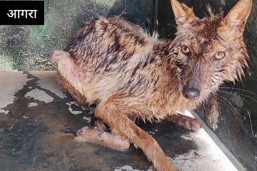 वाइल्ड लाइफ सियार रेस्क्यू