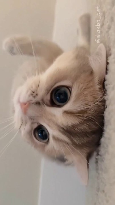 How Cute