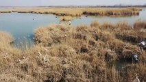 Çin'deki Shahu Gölü Baharın Gelmesiyle Çok Sayıda Göçmen Kuşu Ağırlıyor