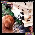 Dont mess with Honeybees / very funny video / comedy