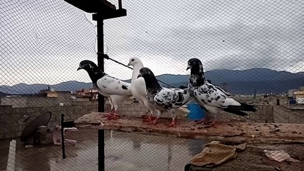 High flyer tadi pigeon