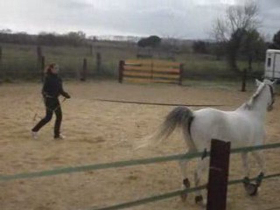 Le trot