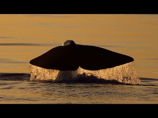 L'expédition cachalot : "ça nous fait comprendre que nous ne sommes pas si différents"