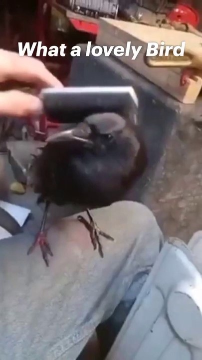 Lovely pets