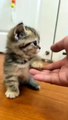 Cute cat playing #cats #catlover #catloversclub #catbaby #foryou #catsofinstagram #catvide