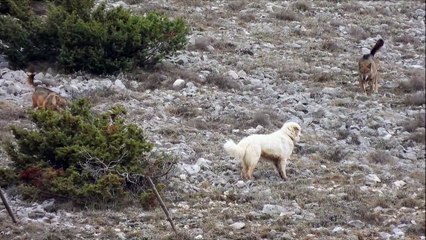 Dogs Meet Pack of Wolves