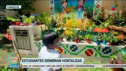 Estudiantes de Campeche siembran hortalizas en sus casas como tarea