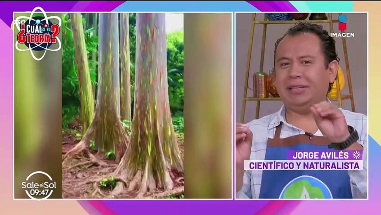 El misterio del árbol arcoíris
