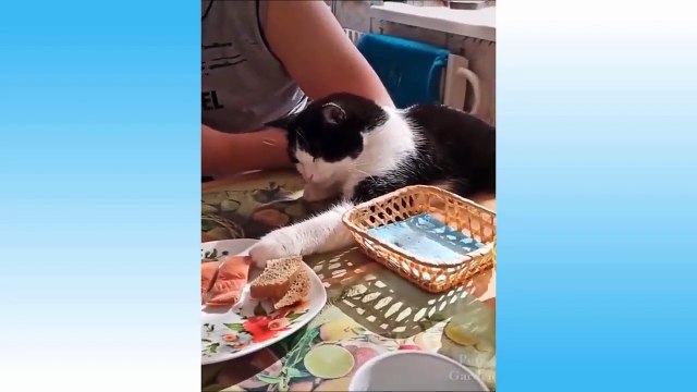 chats rigolos _funny cats _ komik kediler _