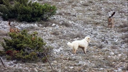 Dogs Meet Pack of Wolves