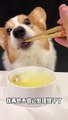 Corgis drink razor clam and cabbage soup Short-legged corgis Pet debut plan Adorable pet debut trainee_