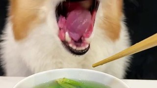 Corgis drink spinach and beef soup pet debut plan cute breeder cute pet daily_