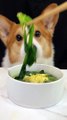 Corgis drink spinach and egg yolk soup. Adorable breeder. The joy of raising dogs. Adorable pet debut trainee_