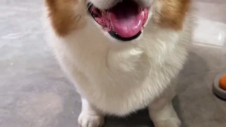 Could this be the legendary Dumbo狗 The cutest dog Pet debut plan Daily petting_