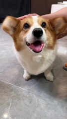 Could this be the legendary Dumbo狗 The cutest dog Pet debut plan Daily petting_