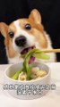 Dogs eat corgis eat chicken balls and rough noodles Adorable breeder The cutest dog Pet debut plan_