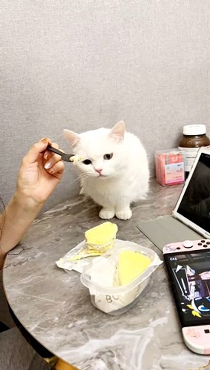 Has the cat played such a game while eating?