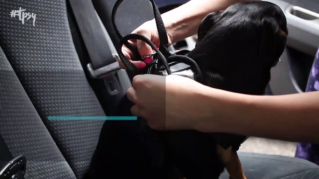 Tips and Tricks When Traveling With Pets For The Upcoming Summer Travel Months