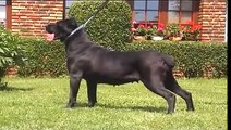 Dogo Argentino Cane Corso American Bulldog video frances