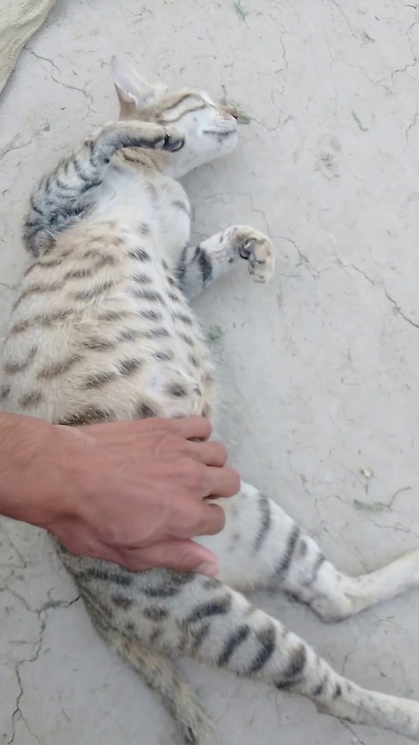 ⁣cats viral Shorts | funny cute animals cats | cats playing | cats meowing