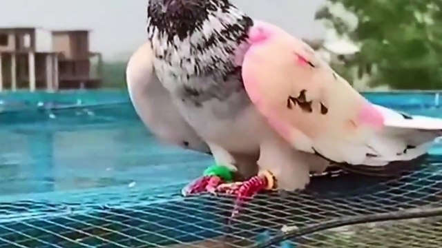 Pigeon Landing Slow motion Parwaz ,Beautiful view of Pigeons Landing must watch it
