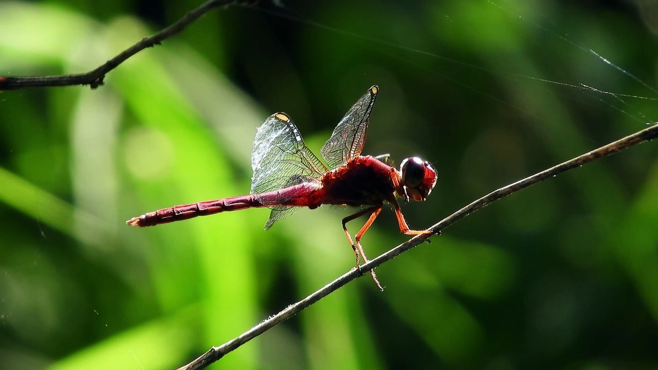 Macro Video Tutorial: Learn How to Capture Stunning Shots of Animals