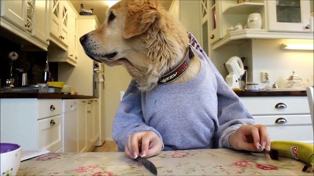 Golden retriever dog eating and reading with hands, funny )