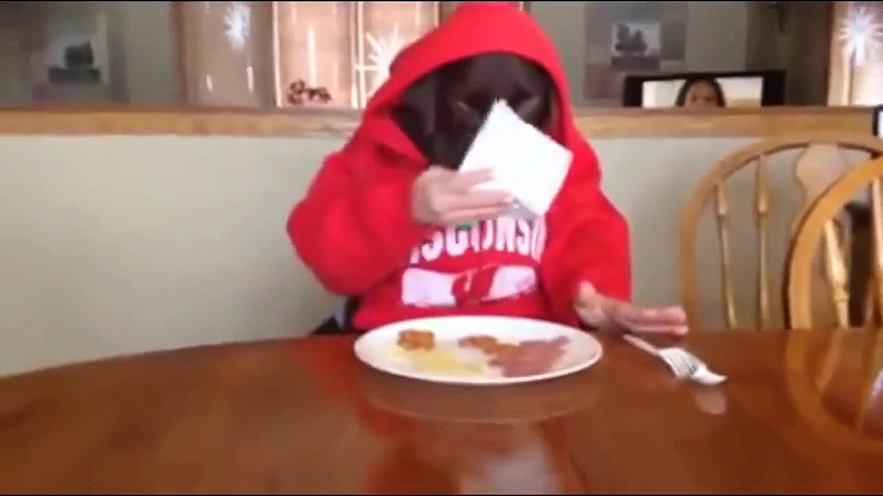 talking cat   stupid cats   cats talking   funny cats 2   cat   funny dog videos   talking dog