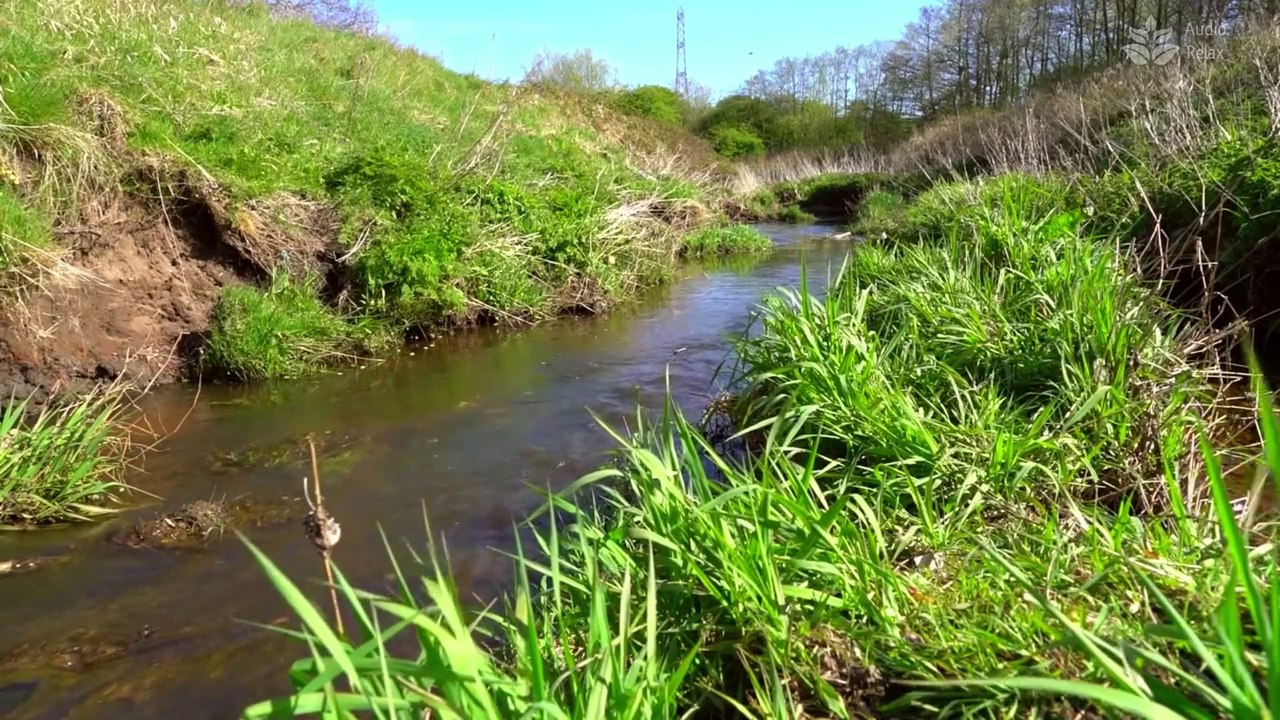 Forest Stream Flow: 1 Hour of Soothing Sounds for Sleep and Meditation