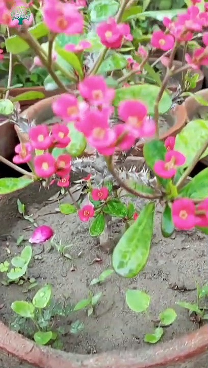 Beautiful Summer Flowers Grow in pot HB Gardeners.