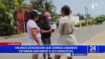 Zorros en La Molina: Serfor pide a vecinos mantener a sus mascotas dentro de casa
