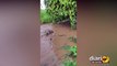 Sertão continua chuvoso e Complexo Coremas Mãe D'água registra mais de 22 milhões de m³ em março