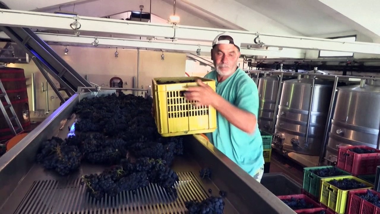 Tannat, una uva "difícil" que puso a Uruguay en el mapa mundial del vino
