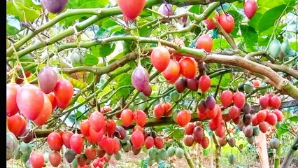 fruit picture video  unique fruit