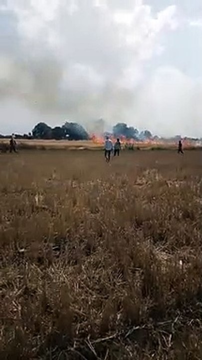 आग से जली 30 बीघा की गेहूं फसल, मेहनत से बची इत...