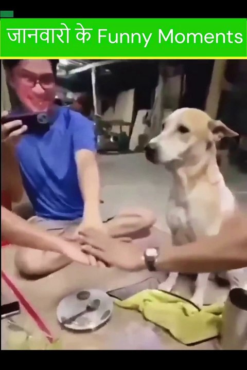Animal funny video