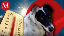 ¿Cómo cuidar a las mascotas del calor durante esta Semana Santa?