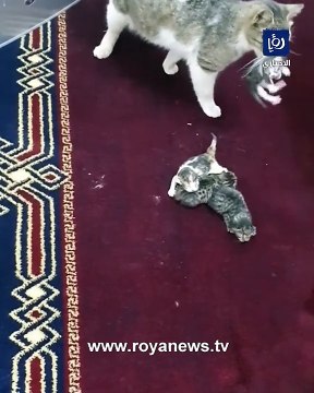 على غرار قطة مسجد الجزائر.. قطة تلد داخل منبر مسجد في الأردن