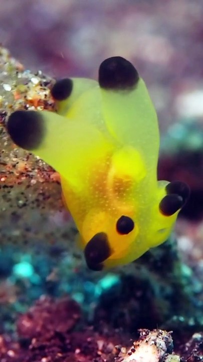 Pika! Pika Slug!