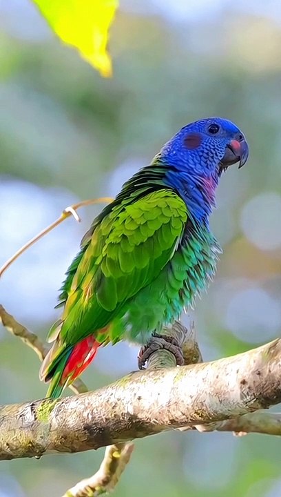 Parrot talking