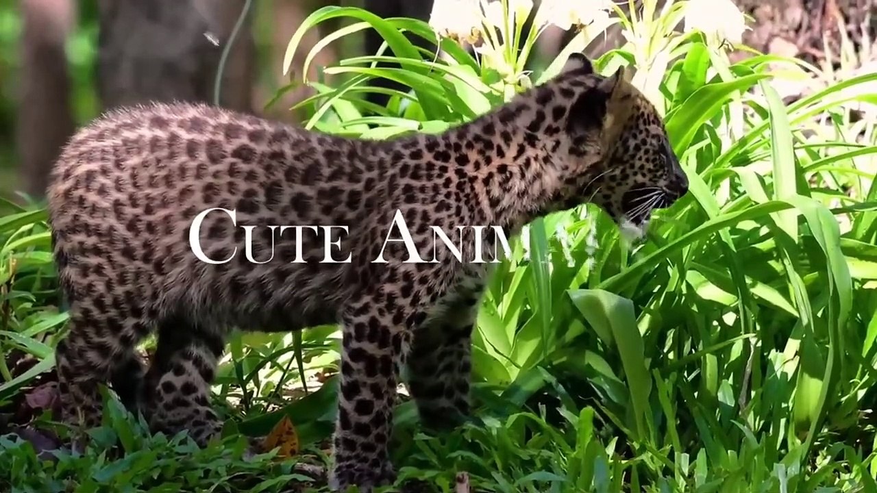 Wild Babies 4K - Amazing World Of Young Animals | Baby Animals | Scenic Relaxation Film