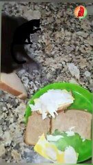 Cats enjoying food  funny