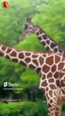 Goose protects it's babies, VS Giraffe