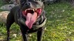 Happy Doggie Shows Off His Pearly Whites