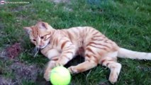 Chat drôle qui joue à griffer et mordre une balle de tennis